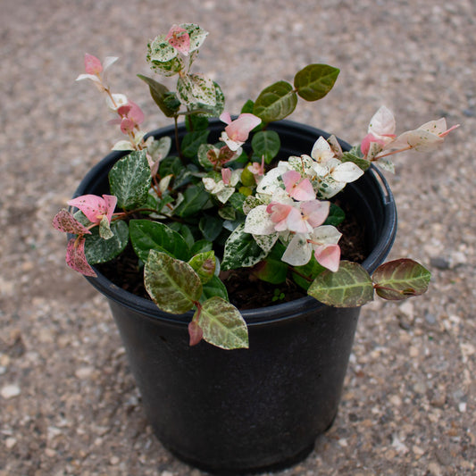 Jasmine Snow-N-Summer, 6" Pot