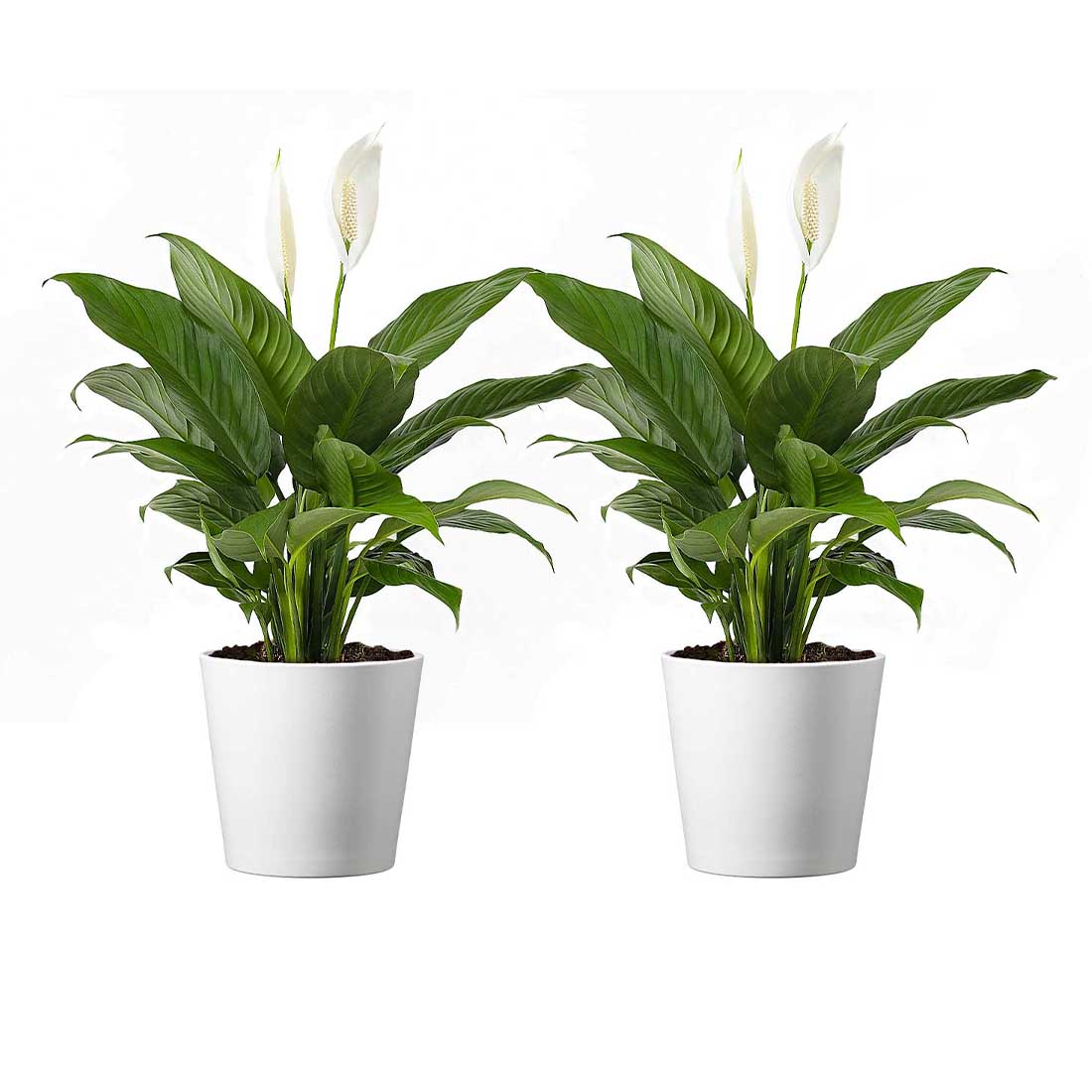 Spathiphyllum Flower Bunch Peace Lily, 2 Pack, 4" Pots, Stylish Pot Cover Included