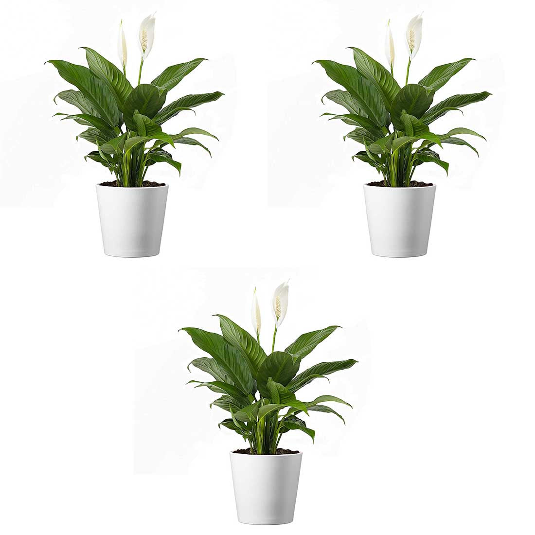 Spathiphyllum Flower Bunch Peace Lily, 3 Pack, 4" Pots, Stylish Pot Cover Included