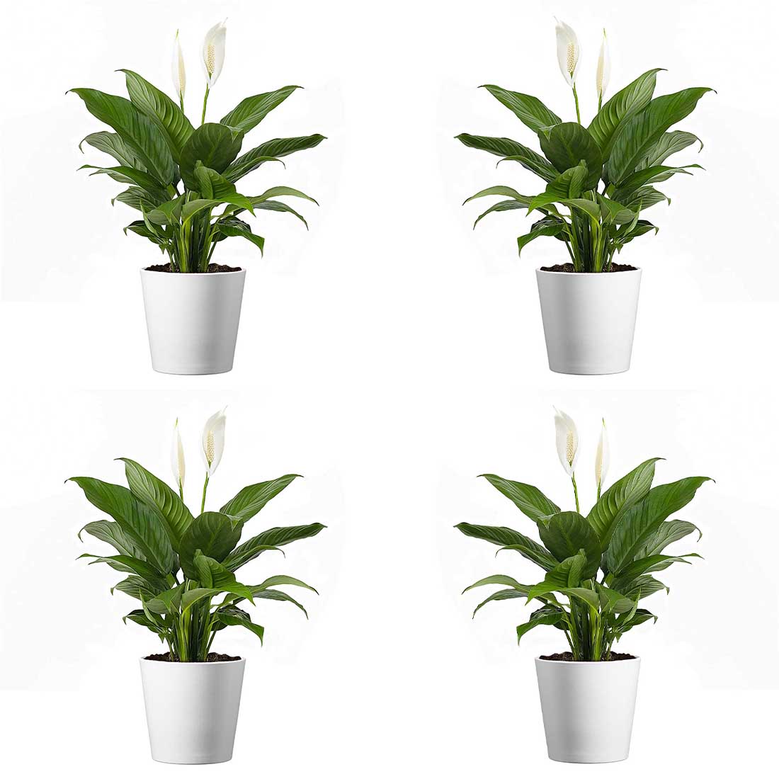 Spathiphyllum Flower Bunch Peace Lily, 4 Pack, 4" Pots, Stylish Pot Cover Included