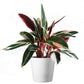 Stromanthe Trio Star, 6" Pot with White Pot Cover