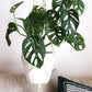 Monstera Adansonii Swiss Cheese Vine, 4" Pot