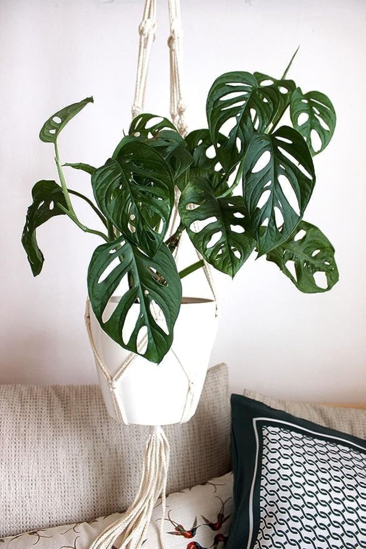 Monstera Adansonii Swiss Cheese Vine, 4" Pot