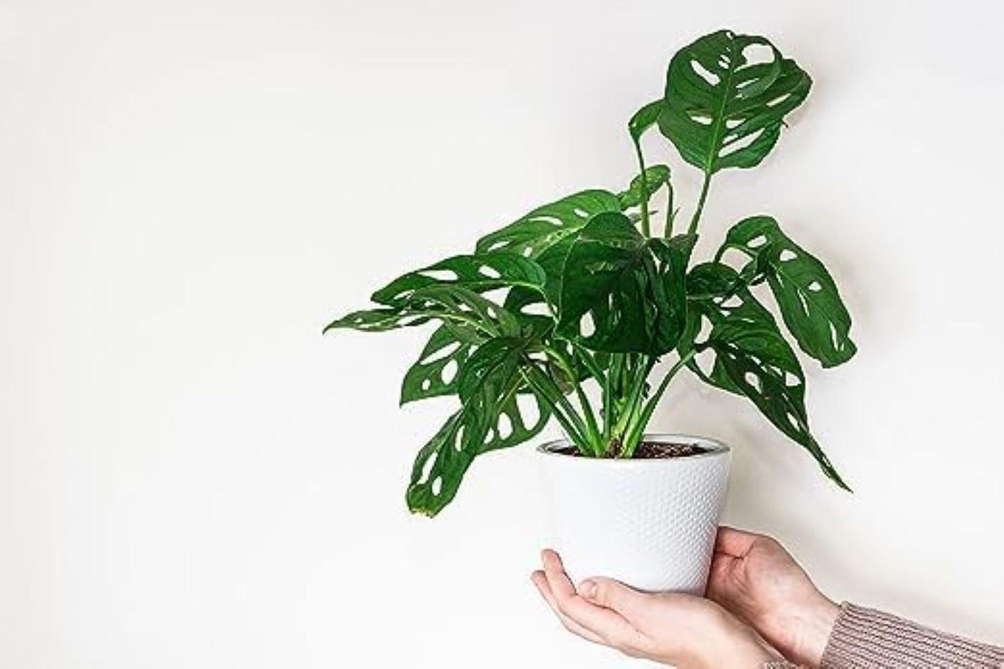 Monstera Adansonii Swiss Cheese Vine, 4" Pot