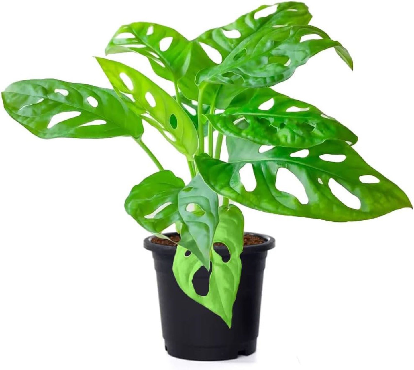 Monstera Adansonii Swiss Cheese Vine, 4" Pot