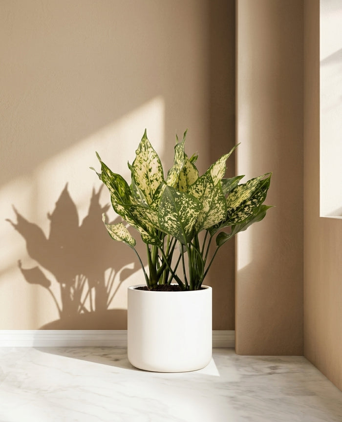 Aglaonema