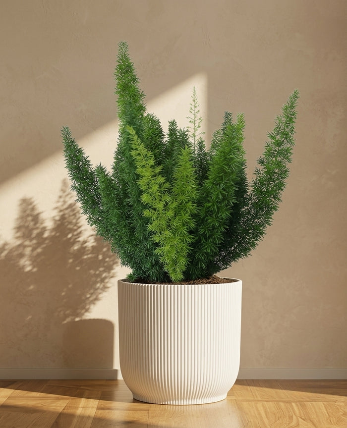 FLOWERING PLANTS