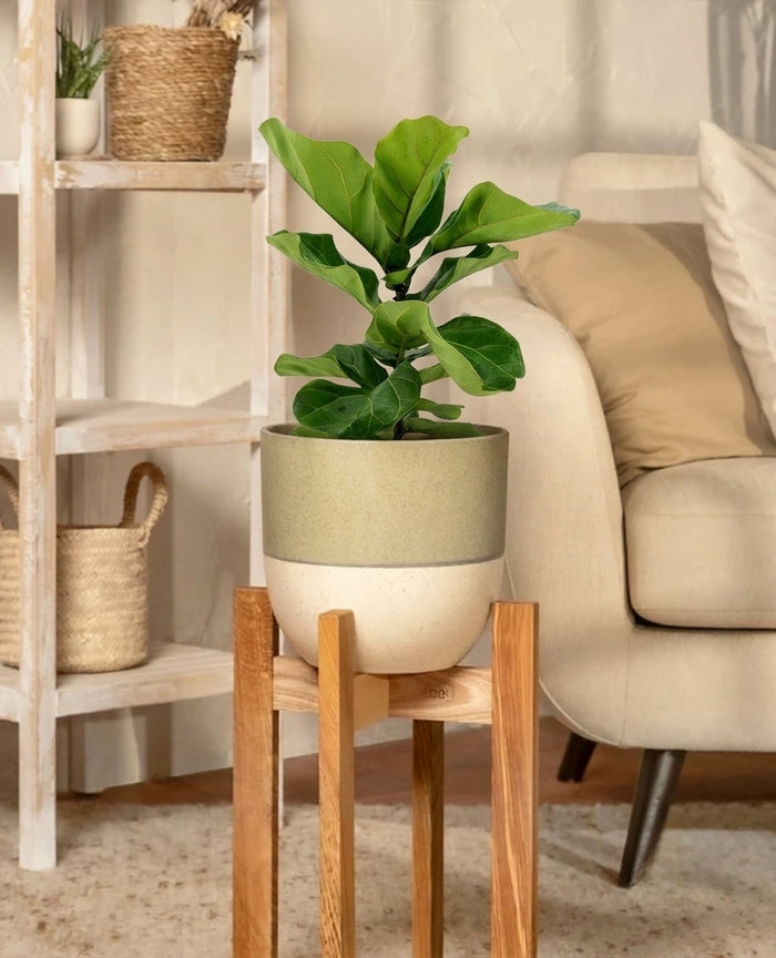 Indoor Plants
