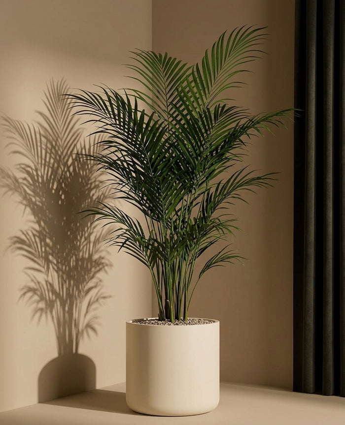 Palms & Tropical