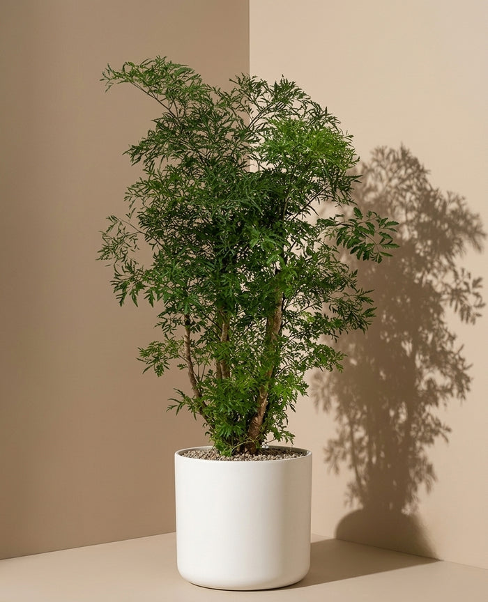 Trees & Bonsai