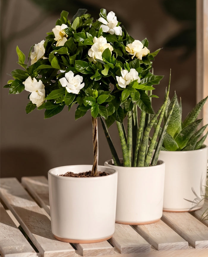 Fragrant Plants
