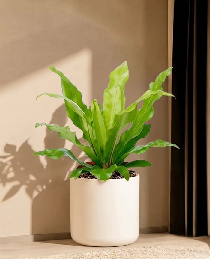 Ferns