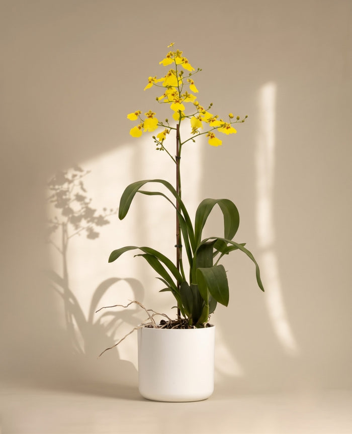 Orchids
