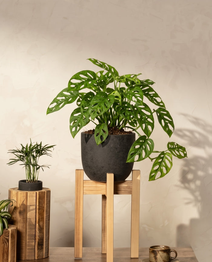 Small & Desk Plants