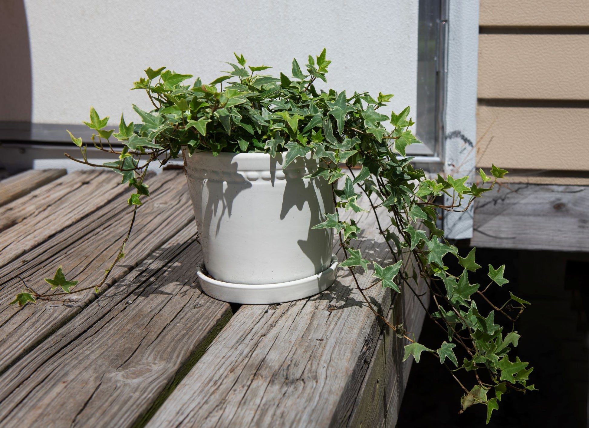 air purifying plants for balcony English Ivy Elegant Trailing Vine Live Plant, Indoor/Outdoor Air Purif – AmericanPlantExchange