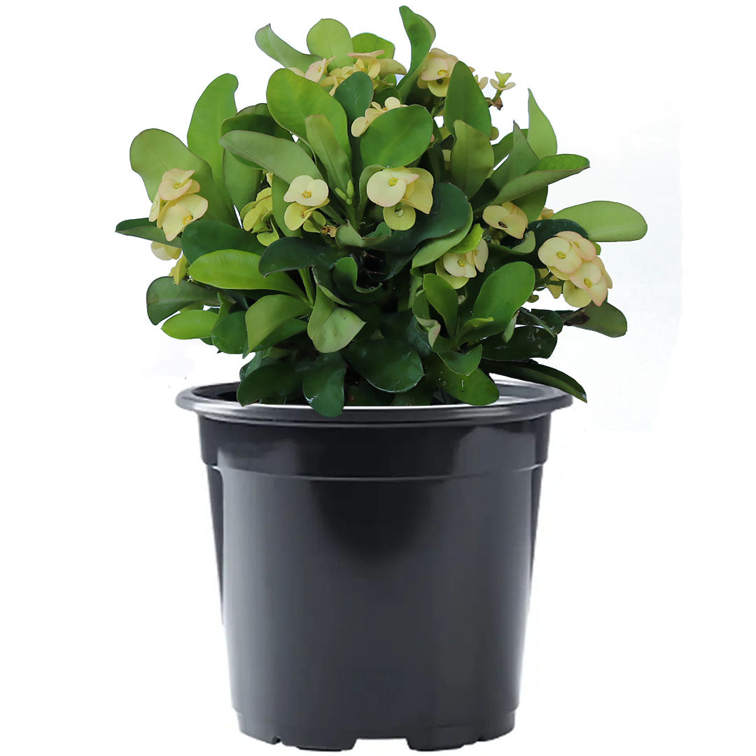 Crown of Thorns Sonoma, Yellow Flowers Year Round, 6-Inch Pot