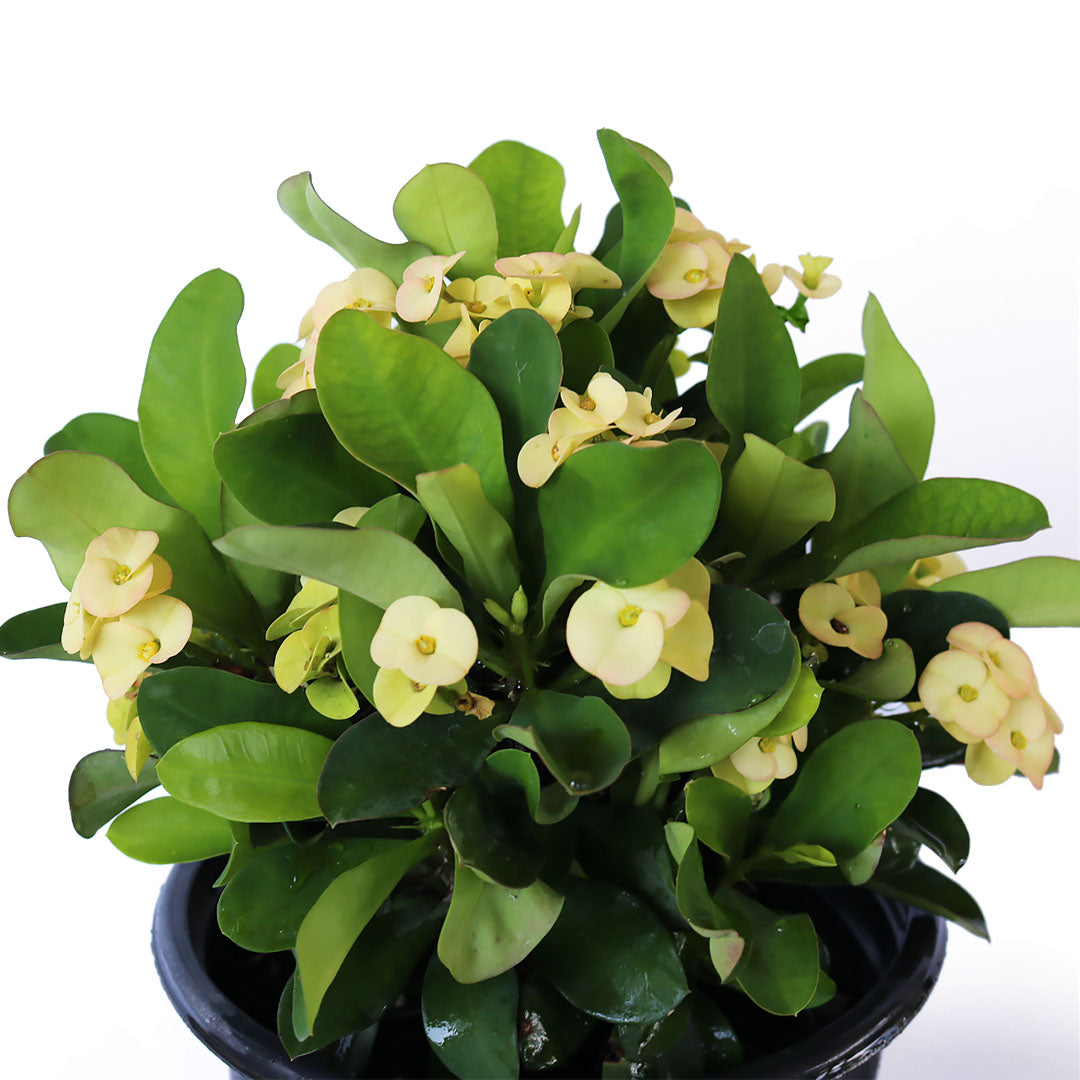 Crown of Thorns Sonoma, Yellow Flowers Year Round, 6-Inch Pot