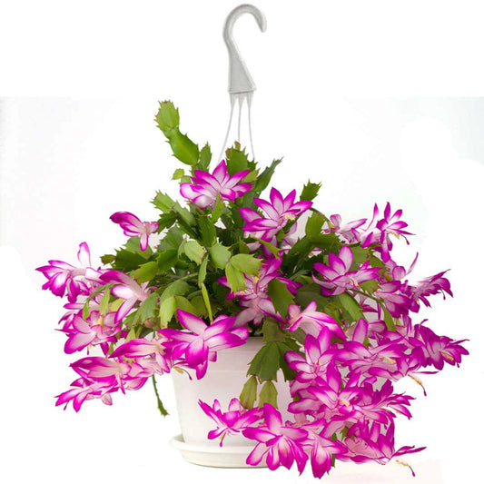 Christmas Cactus Plant, 8-Inch Pot, Hanging Basket, Indoor Houseplant, Assorted Colors Growers Choice