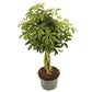 Dwarf Hawaiian Umbrella Tree, 6" Pot