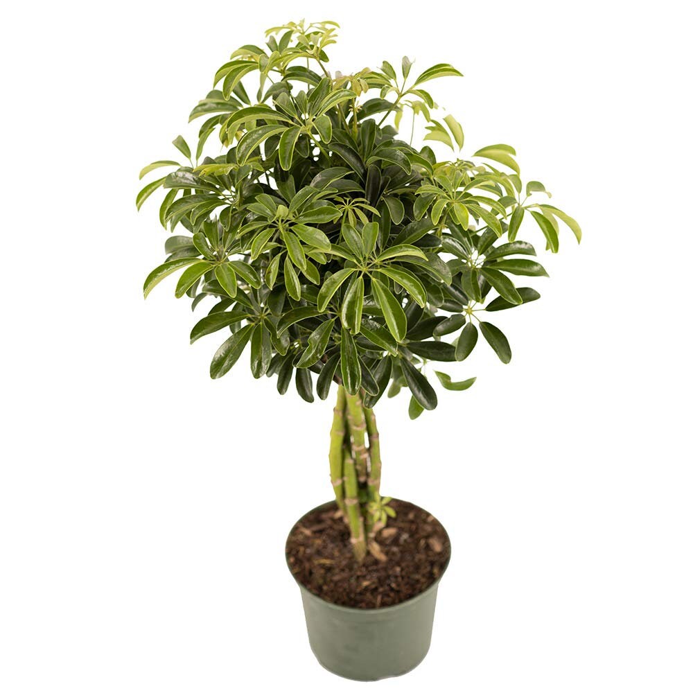 Dwarf Hawaiian Umbrella Tree, 6" Pot