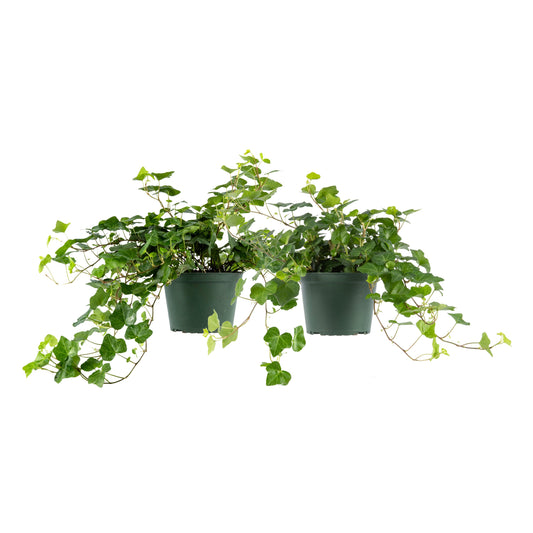 English Ivy Elegant Trailing Vine Live Plant, Indoor/Outdoor Air Purifier, 6" Pot, Pack of 2