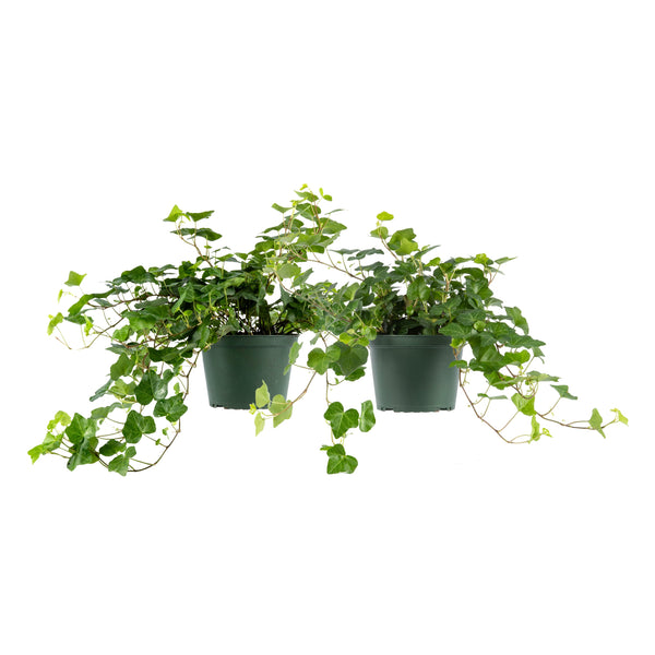 English Ivy Elegant Trailing Vine Live Plant, Indoor/Outdoor Air Purif –  AmericanPlantExchange