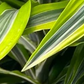 Dracaena Lemon Lime, 10" Pot