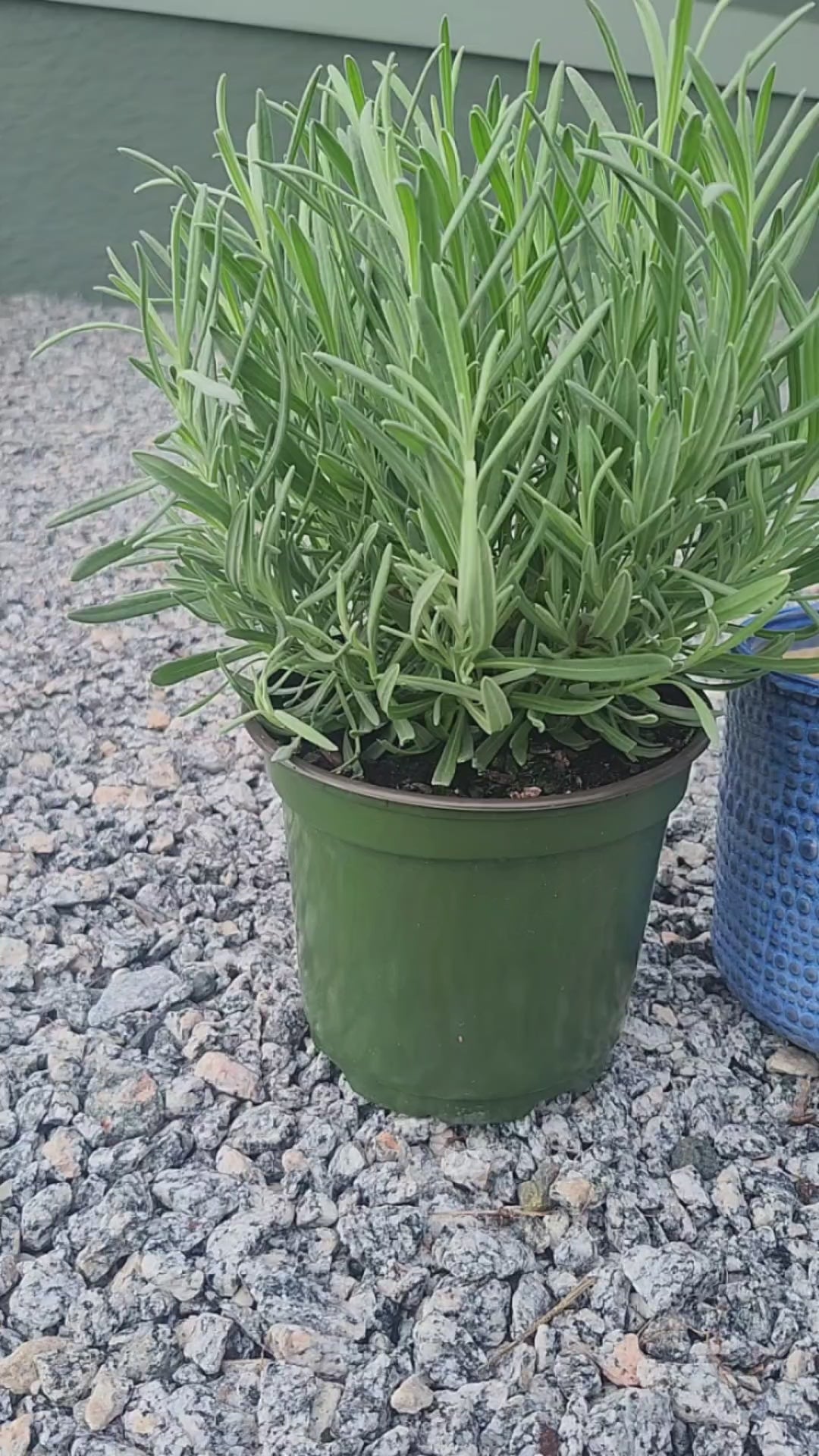 Buy English Lavender Plants | American Plant Exchange