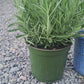 English Lavender, 6" Pot