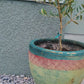 Arbequina Olive Tree, 5" Pot