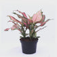 Aglaonema Wishes, 4" Pot