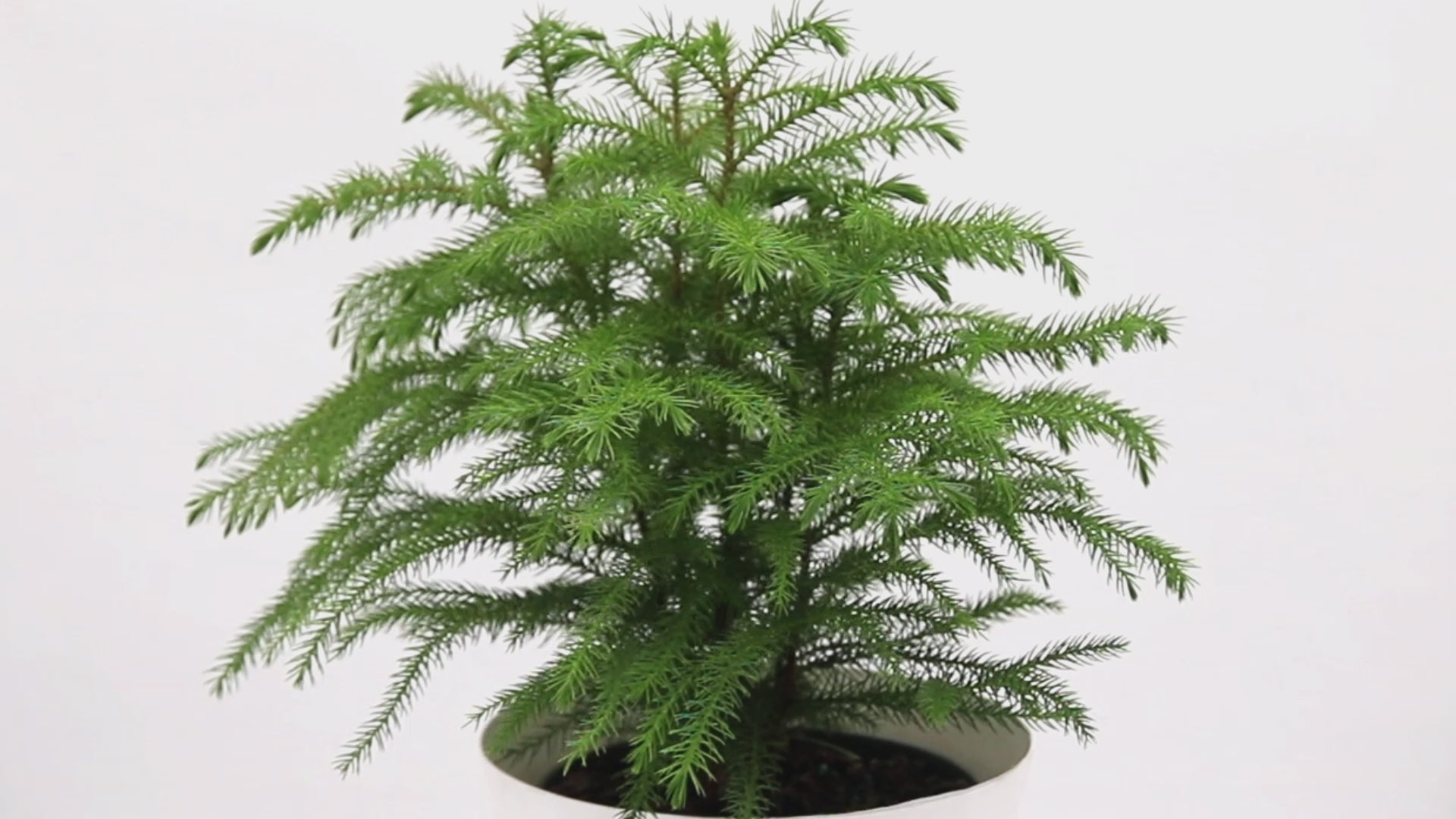 Norfolk Island Pine Tree - Thumbnail 4