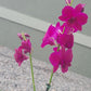 Dendrobium Orchid, 4" Pot, Growers Choice Color