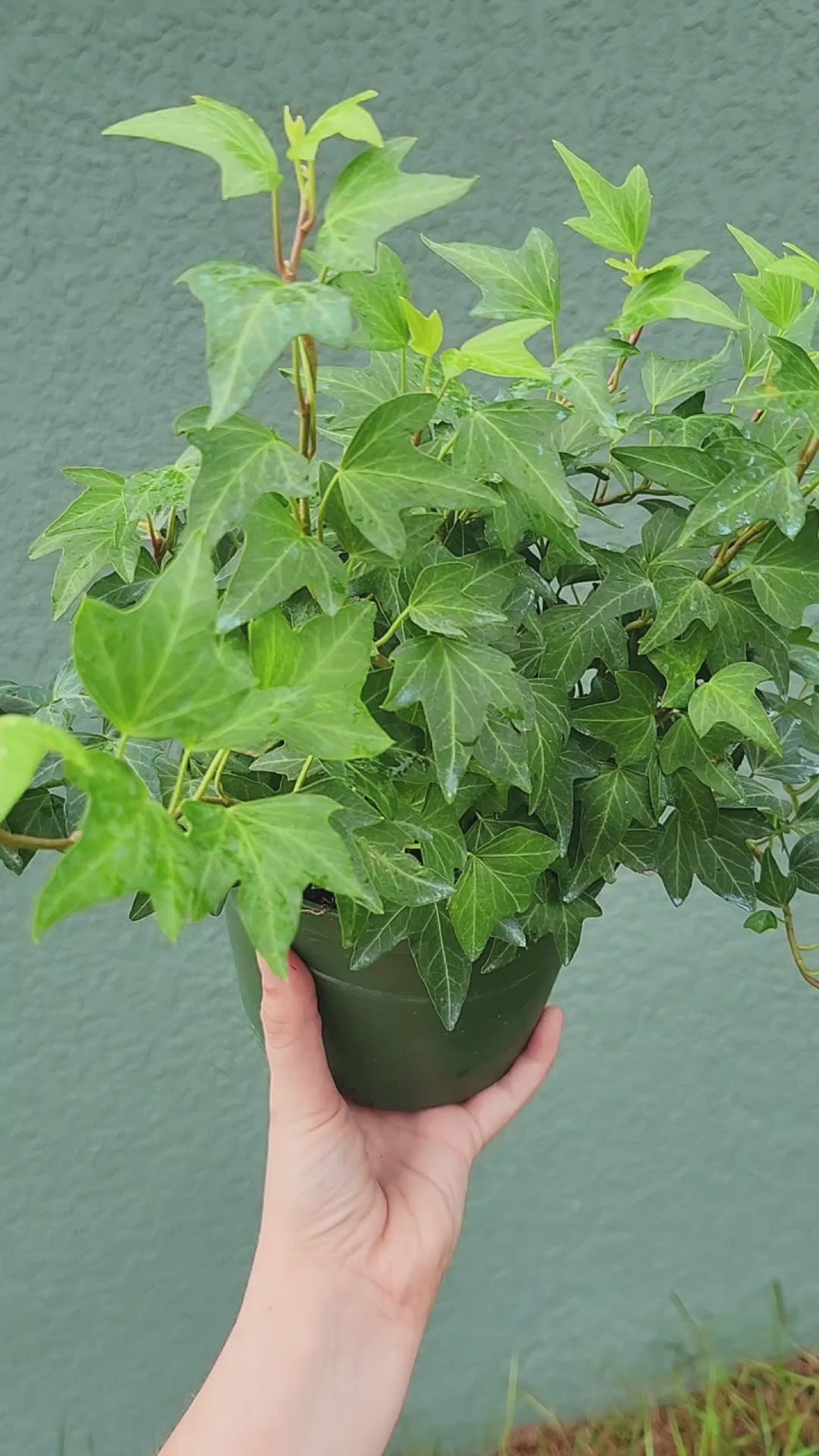 English Ivy Small Leaf - Thumbnail 3