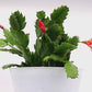 Christmas Cactus, 6" Pot, Stylish Pot Cover Included