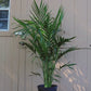 Majesty Palm Tree, 10" Pot