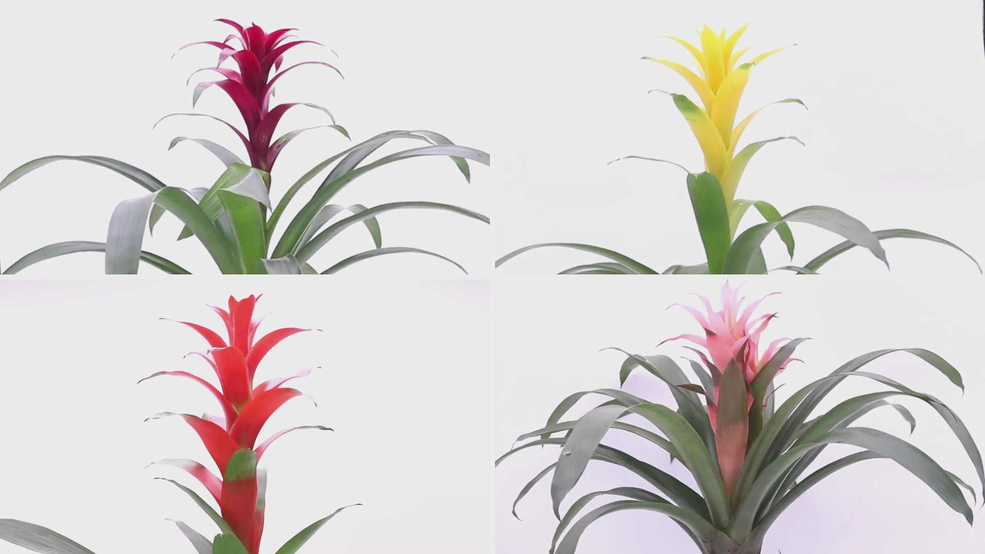 Bromeliad Guzmania, 6" Pot, Growers Choice Color - Thumbnail 5