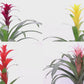 Bromeliad Guzmania, 6" Pot,  Growers Choice Color