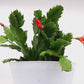 Holiday Bundle, Christmas Cactus & Norfolk Pine, 6-Inch Pots