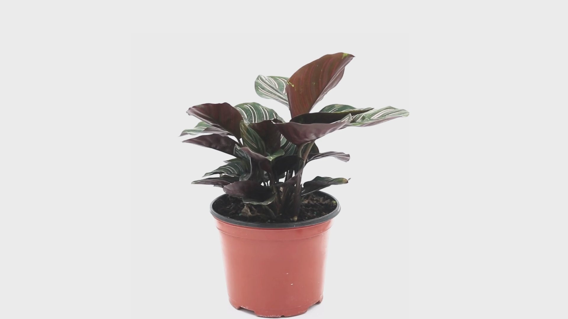 Calathea Ornata Pinstripe - Thumbnail 5