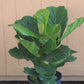 Fiddle Leaf Fig Ficus Lyrata, 10" Pot