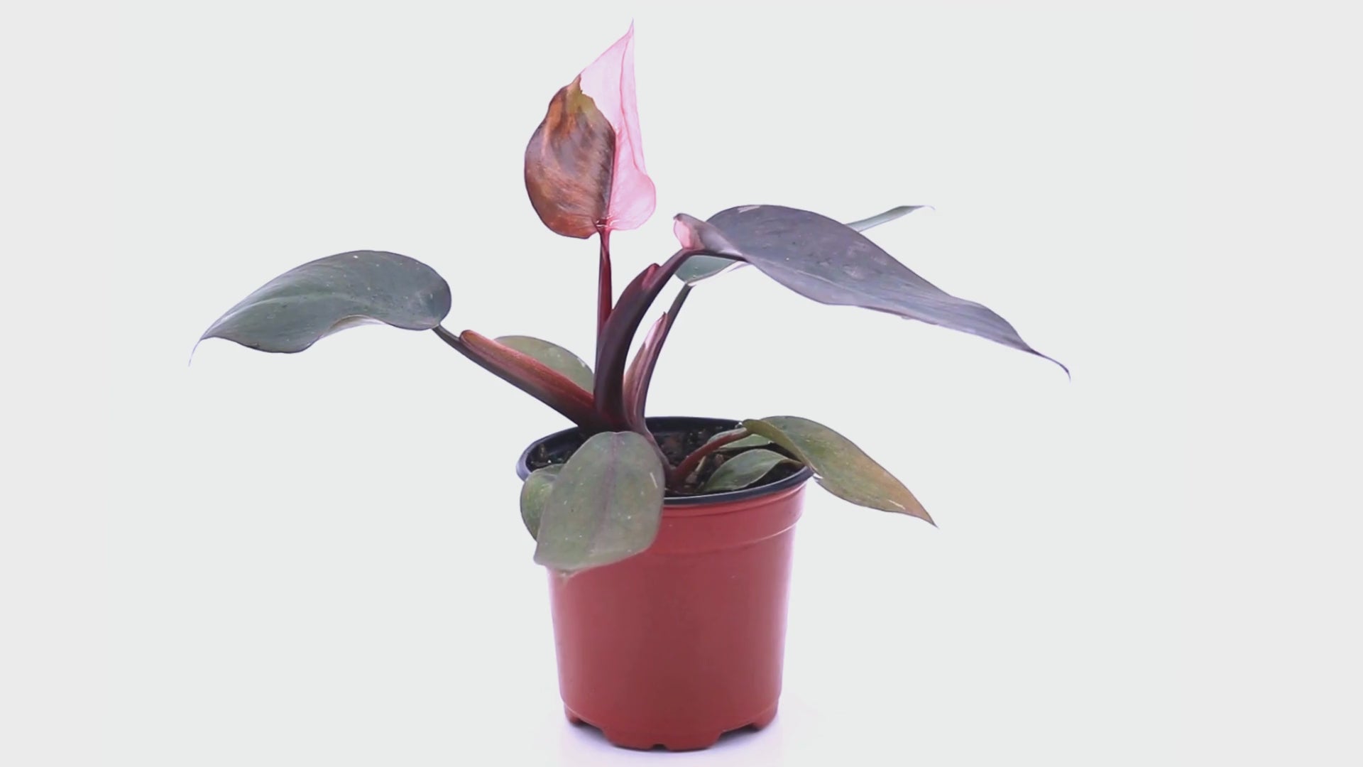 Philo Pink Princess - Thumbnail 4