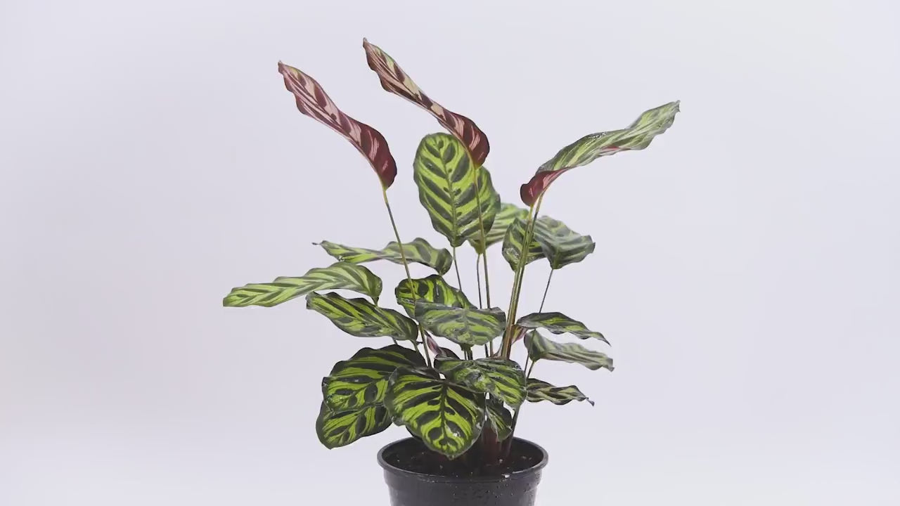 Calathea Makoyana 6" Pot