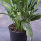 Variegated Spathiphyllum Domino Peace Lily, 6" Pot