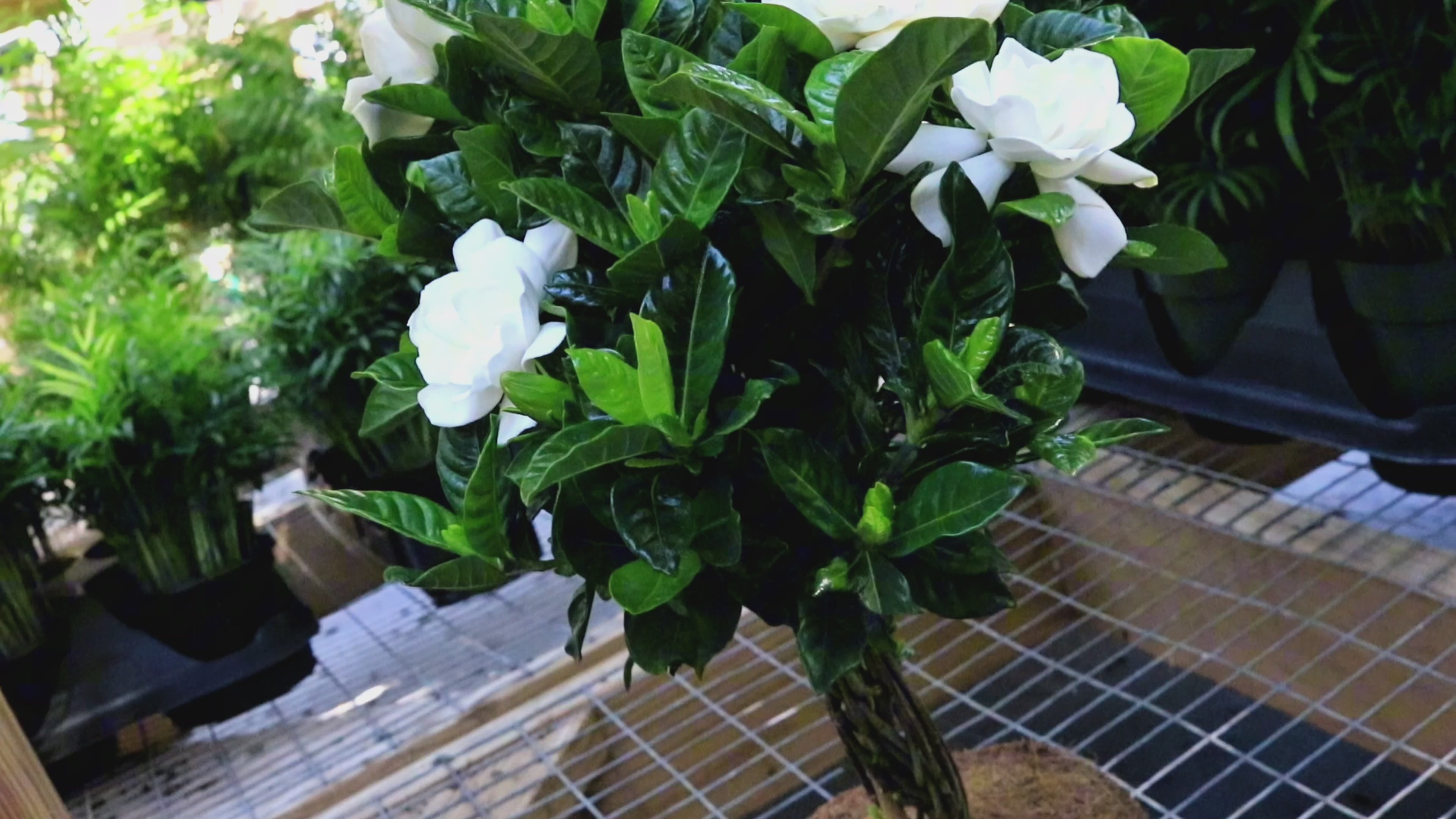 Mini Veitchii Gardenia Tree - Thumbnail 3