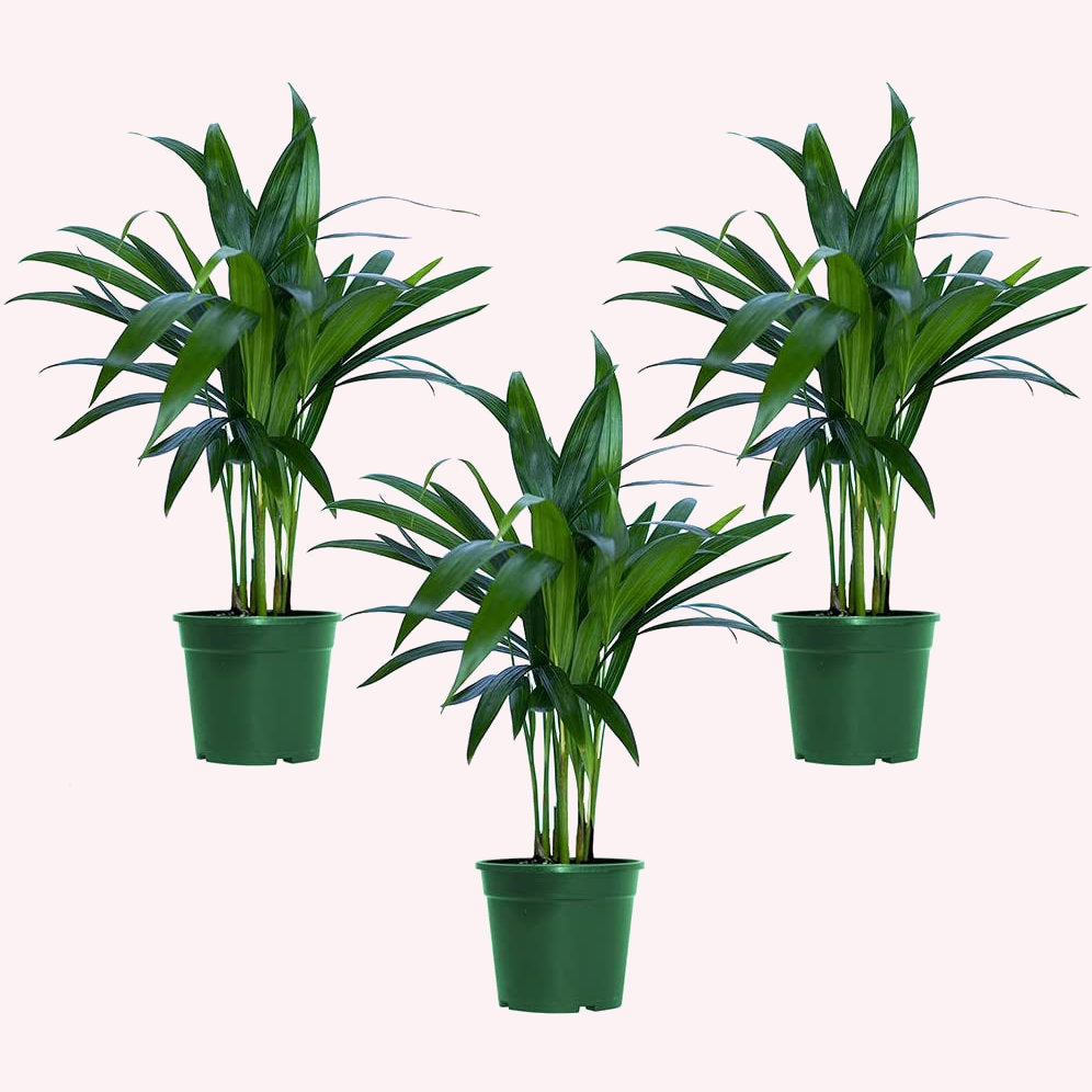 Areca Palm, 4" Three Pack