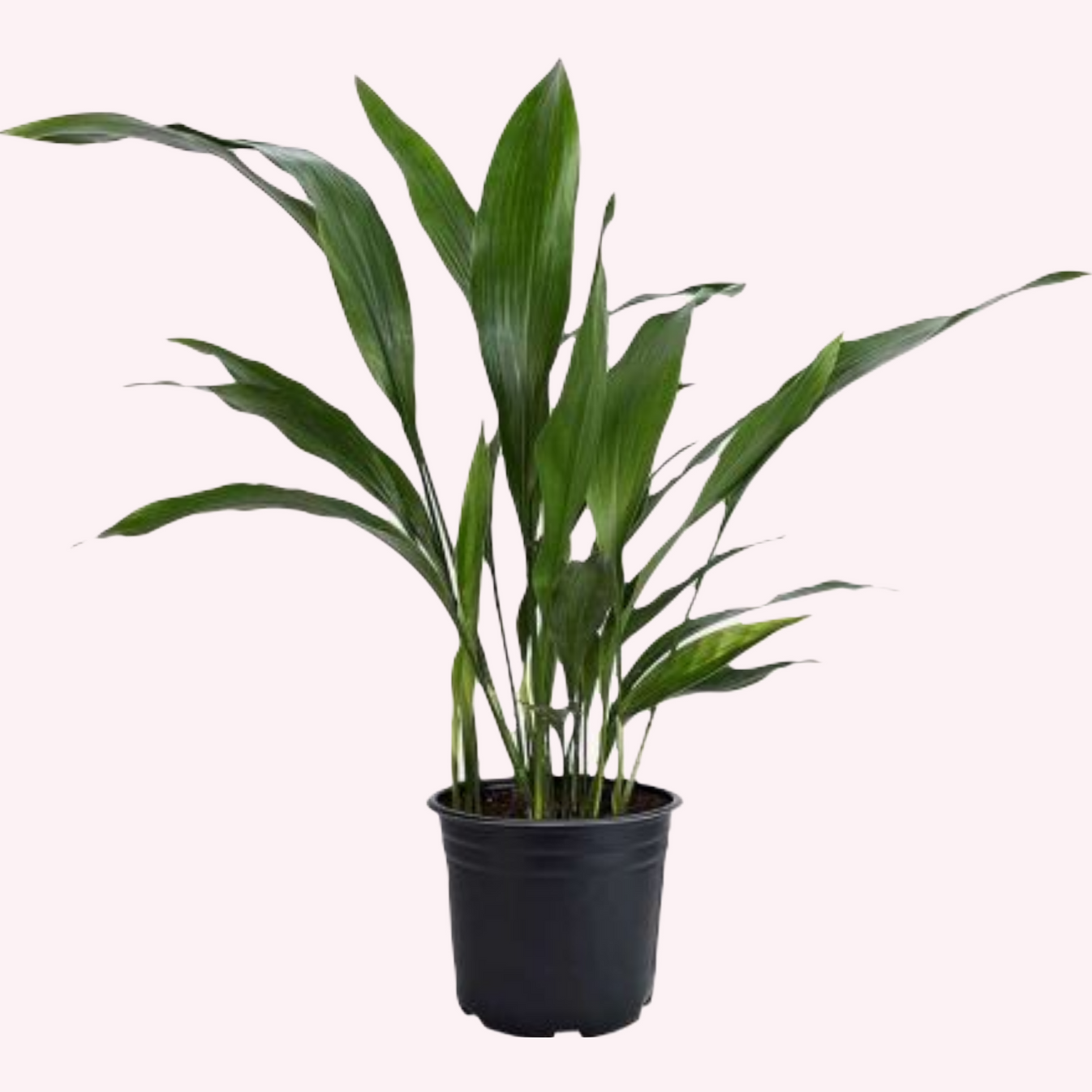 Buy a Cast Iron Plant Pet Friendly Live American Plant Exchange