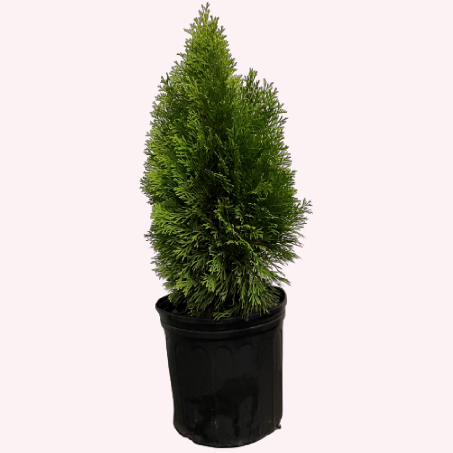 Emerald Green Arborvitae, 10" Pot