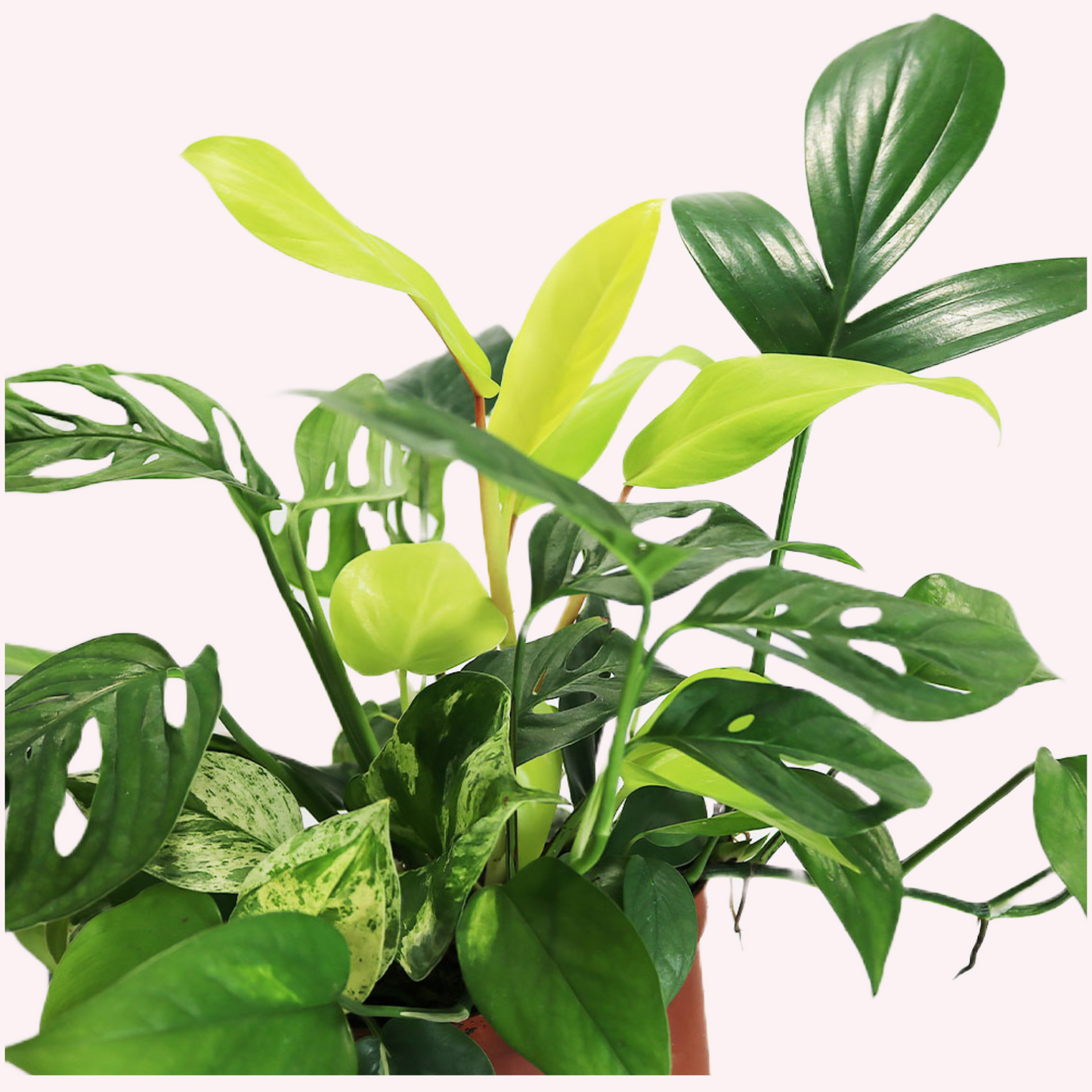 Exotic Foliage Dish Garden Combination, 6" Pot