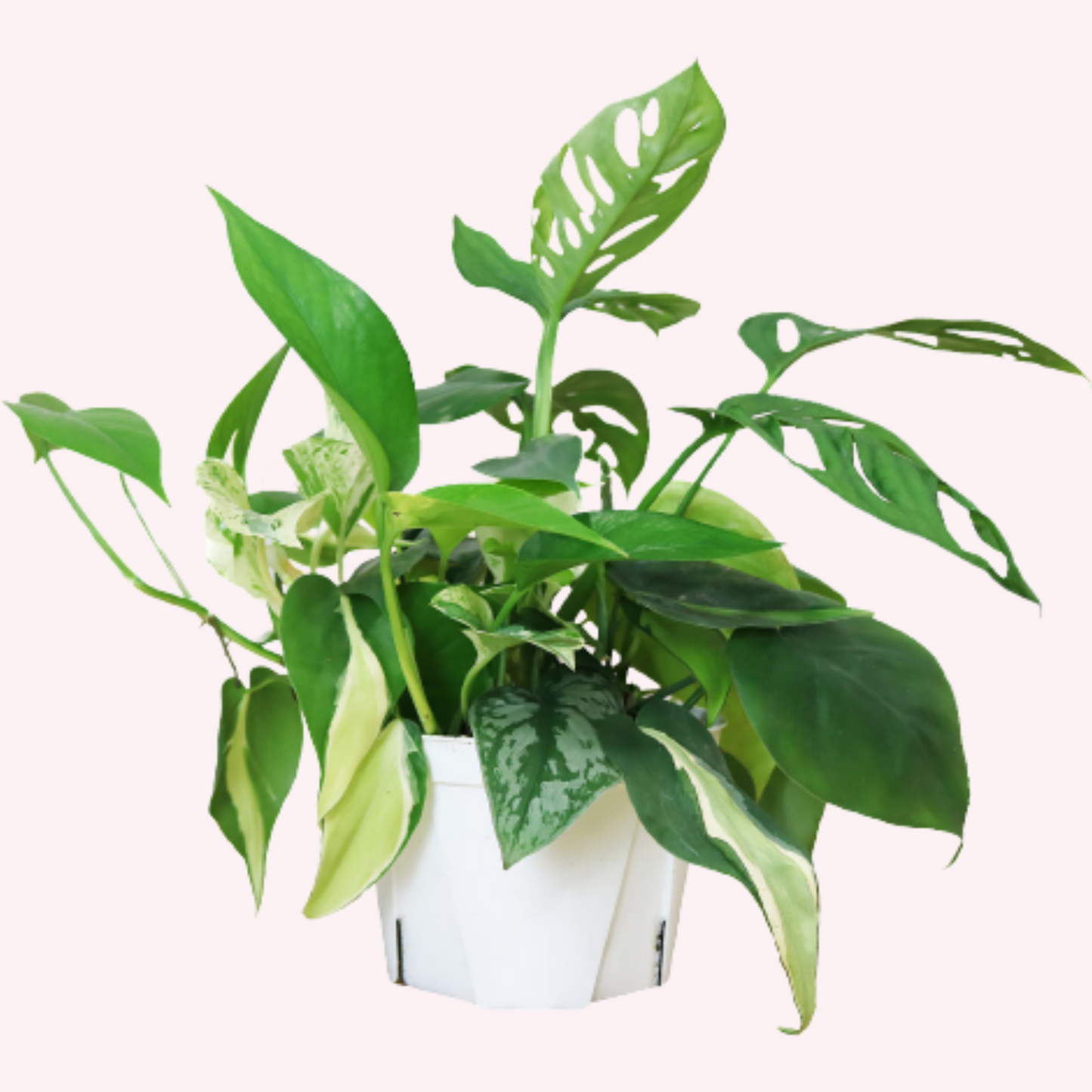 Exotic Foliage Dish Garden Combination, 6" Pot